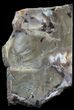 Triassic Petrified Wood (Woodworthia) Slab - Arizona #28257-2